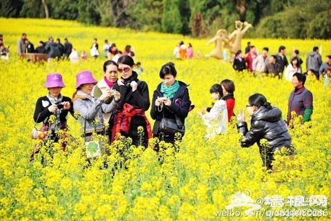 人们争相在油菜花田里拍照记录美好瞬间（图片来源：新浪微博）
