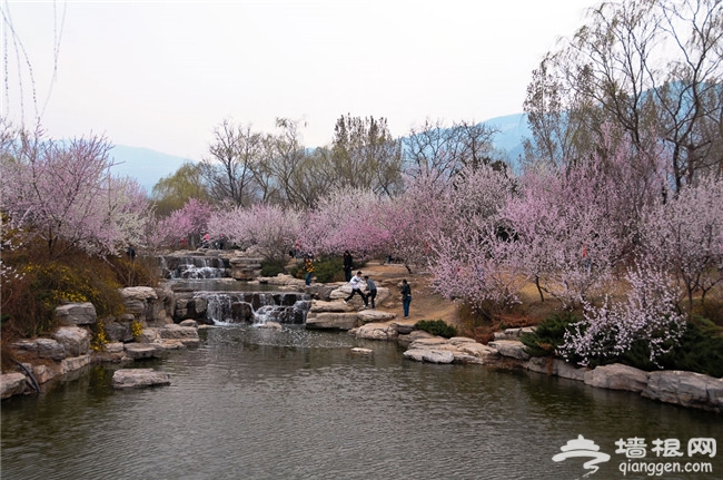 2014北京植物园桃花节攻略：花期时间、门票价格一览