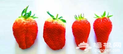 教你如何辨别打激素的草莓 买草莓攻略