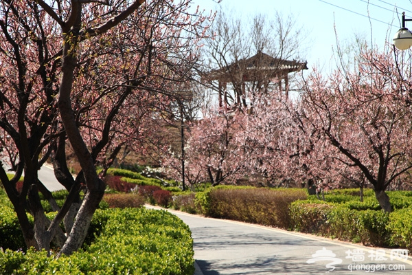 北宫森林公园百亩杏花月底盛放 踏青节本周六开幕