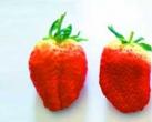 教你如何辨别打激素的草莓 买草莓攻略