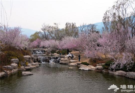2014北京植物园桃花节3月底开幕