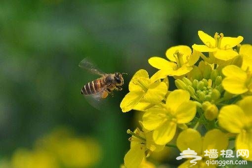 点击图片进入下一页