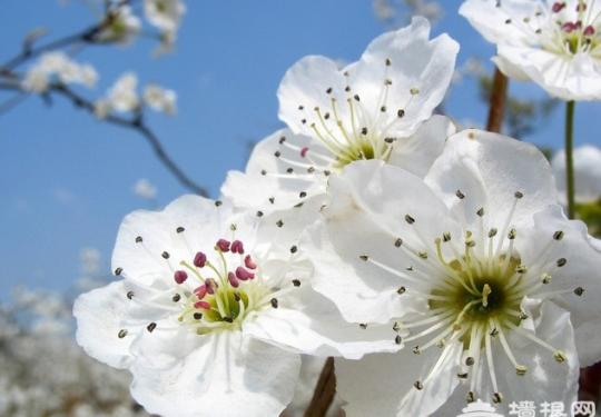2014苍溪梨花节时间及门票指南