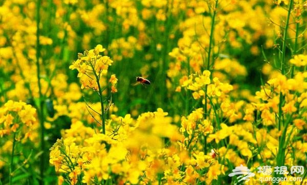 北京怀柔桥梓镇油菜花旅游攻略