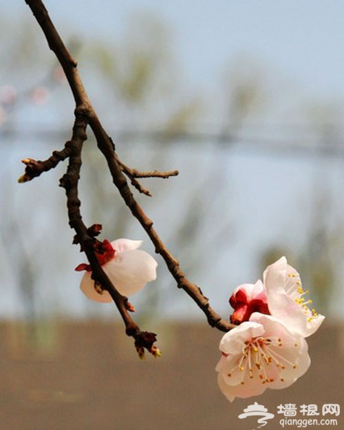 2014北京杏花花期 2014北京春季踏青赏杏花好地方 