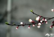 2014京郊踏青好去处 云峰山春游赏花