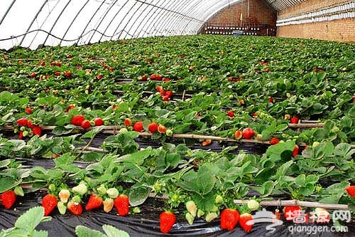 昌平草莓采摘哪里好 北京周边摘草莓喽！