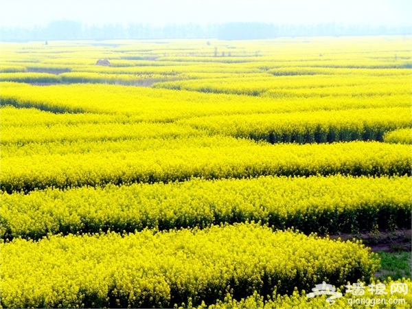 2014江苏油菜花赏花好去处[墙根网]