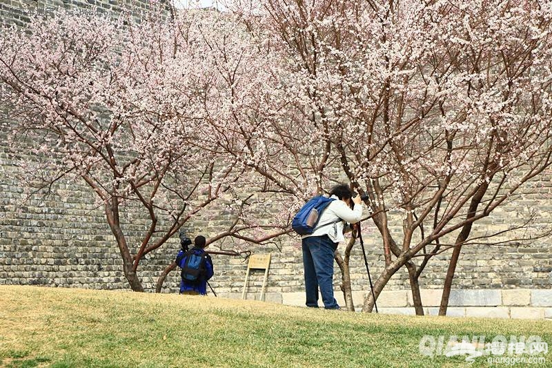 明城墙梅花文化节赏梅