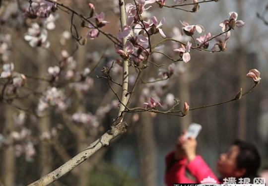 北京春季公交赏花专线发布 周六植物园桃花节开幕