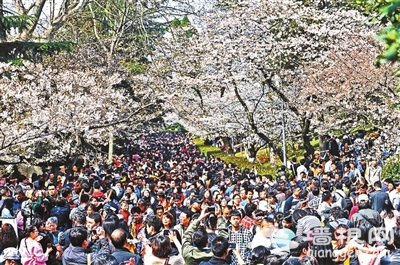 十万人涌入武大赏樱花