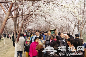2014天津桃花节首个周末迎8万名游客