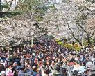 十万人涌入武大赏樱花