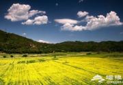 北京密云石城油菜花旅游指南
