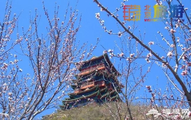 2014北京门头沟清明五一春季植树游活动