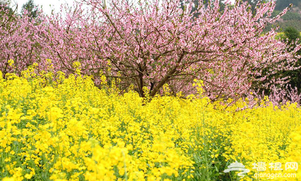 2014赏油菜花去哪儿 盘点长沙周边油菜花观赏地