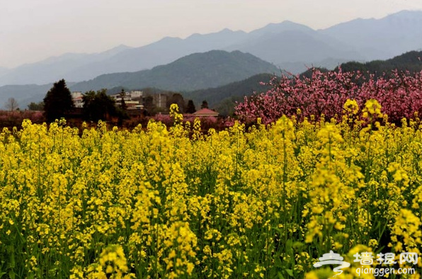 2014赏油菜花去哪儿 盘点长沙周边油菜花观赏地[墙根网]