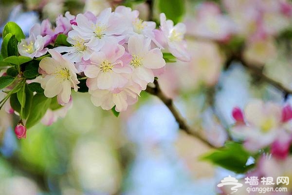 北京海棠花观赏地推荐