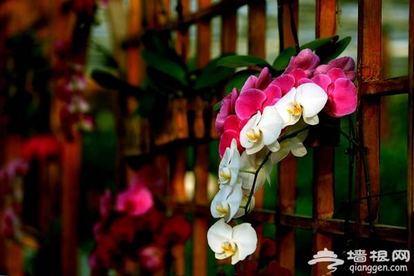 春游去哪玩？世界花卉大观园 