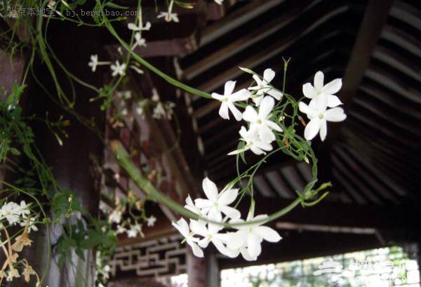 春游去哪玩?世界花卉大观园