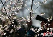 2014北京春季赏花攻略最新 15大景区赏花好去处