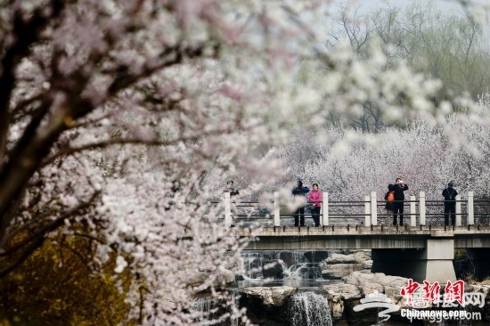 2014第二十六届北京桃花节在北京植物园开幕