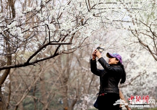 2014第二十六届北京桃花节在北京植物园开幕[墙根网]