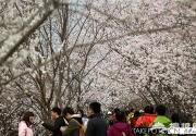 2014平谷桃花节今年首推文玩大集 预测4月8日可赏花