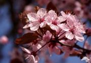 北京春季赏花大盘点 按着月份去赏花