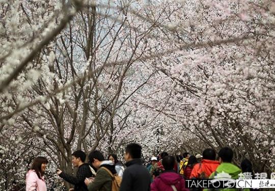 2014平谷桃花节今年首推文玩大集 预测4月8日可赏花
