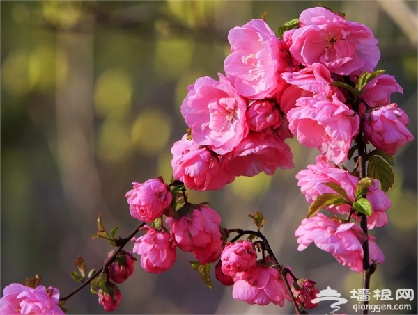 2014清明节去哪玩？京郊踏青赏花地推荐[墙根网]