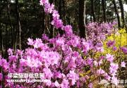 2014清明节红螺寺祈福踏青赏花休闲游