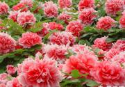 2014景山公园春季花卉展赏牡丹