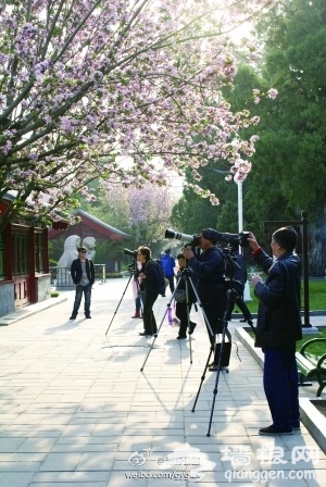 中山公园海棠花盛放