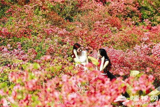 云雾山杜鹃怒放 武汉赏花节开幕
