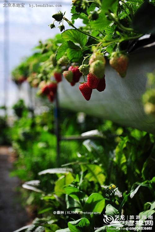 北京昌平春季草莓采摘游记分享 采草莓品尝农家菜
