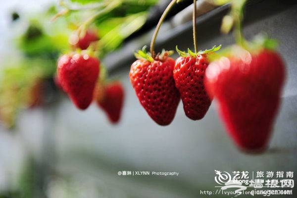 北京昌平春季草莓采摘游记分享 采草莓品尝农家菜
