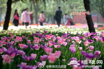 2014石家庄植物园郁金香文化节开幕