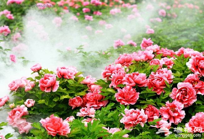 京郊怀柔国色天香牡丹园邀您赏花