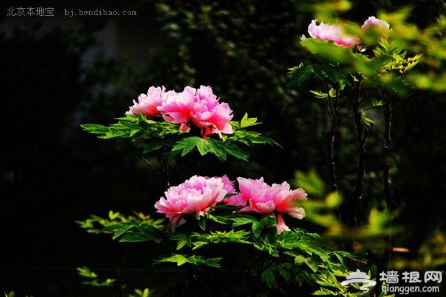 京郊怀柔国色天香牡丹园邀您赏花