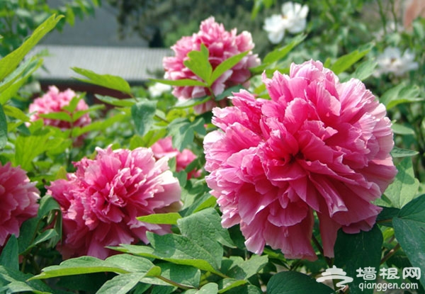 京郊牡丹赏花观赏地：潭柘寺、戒台寺