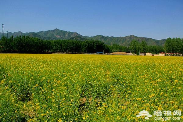 北京油菜花即将开放密云北庄油菜花观赏攻略