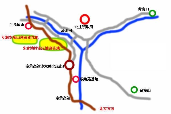 京郊北庄 灿若艳阳的油菜花田