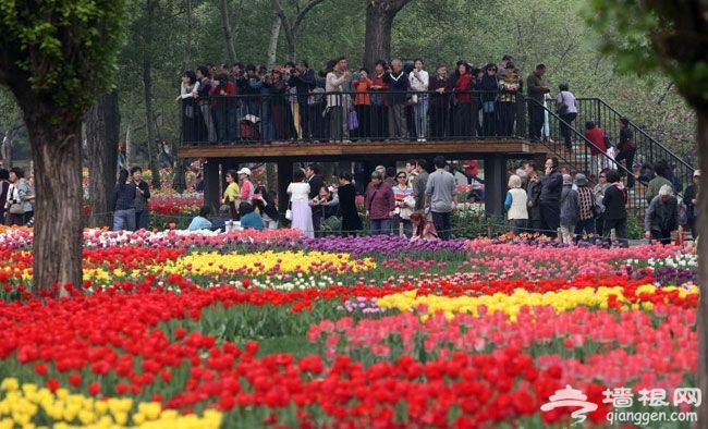 2014北京赏郁金香好地方 北京植物园郁金香盛开