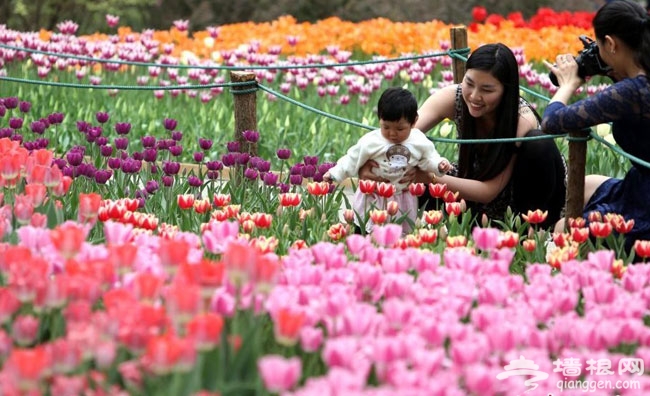 2014北京赏郁金香好地方 北京植物园郁金香盛开