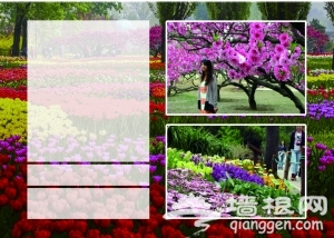 北京植物园500种牡丹花、70万郁金香露娇容[墙根网]