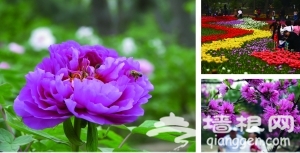 北京植物园500种牡丹花、70万郁金香露娇容[墙根网]