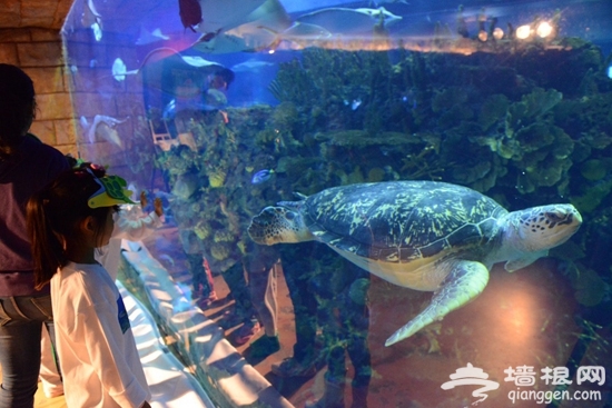 北京海洋馆北京海洋馆海龟代言做公益 儿童书画绘海洋[墙根网]