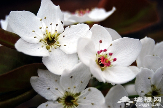 香山山花节4月17日开幕 花卉品种历届最多